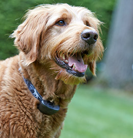 dog with hidden fence collar