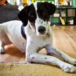 Palmetto DogWatch, Columbia, SC | Indoor Pet Boundaries Contact Us Image