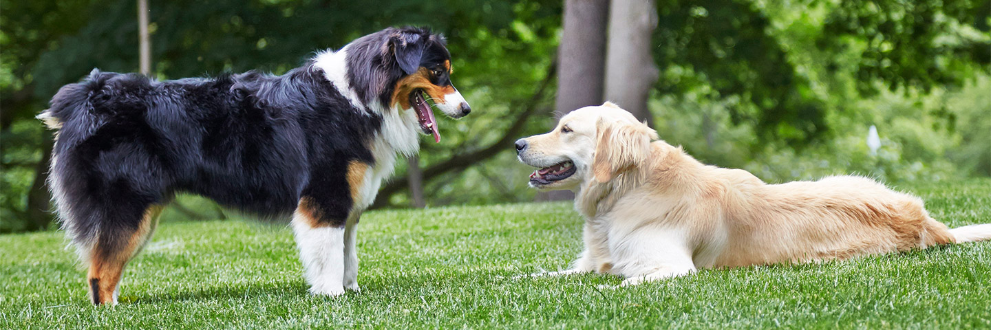 Palmetto DogWatch, Columbia, SC | Outdoor Hidden Dog Fence Solutions Slider Image