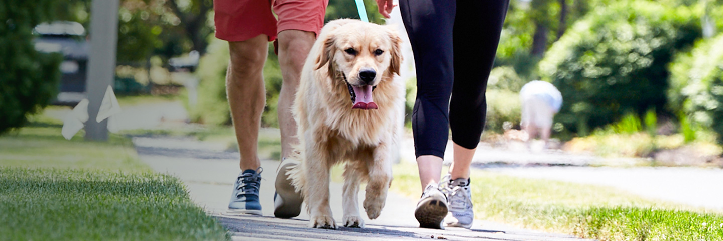 Palmetto DogWatch, Columbia, SC | SideWalker Leash Trainer Slider Image