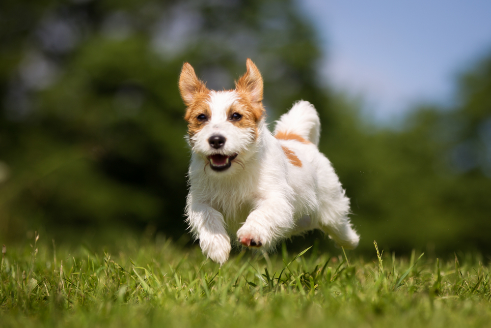 maximize-pets-outdoor-fun